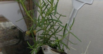 Horta de Temperos. Cultive a sua sem precisar de grandes espaços DSC05782alecrimbia
