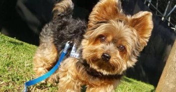Seis cães perfeitos para quem mora em apartamento 1-yorkshire
