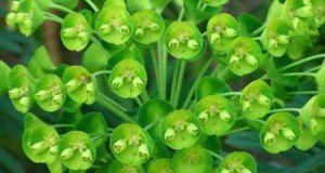  Euphorbia characias, que em inglês tem seu nome popular de "spurge", mas por causa do aroma de café fresco
