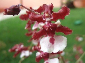 Oncidium Sharry Baby "Sweet Fragance", uma pequena orquídea com aroma de chocolate.