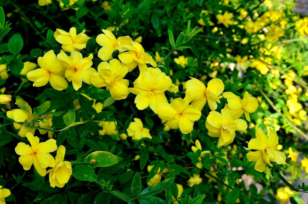 Dicas para cuidar das flores no inverno e espécies da estação