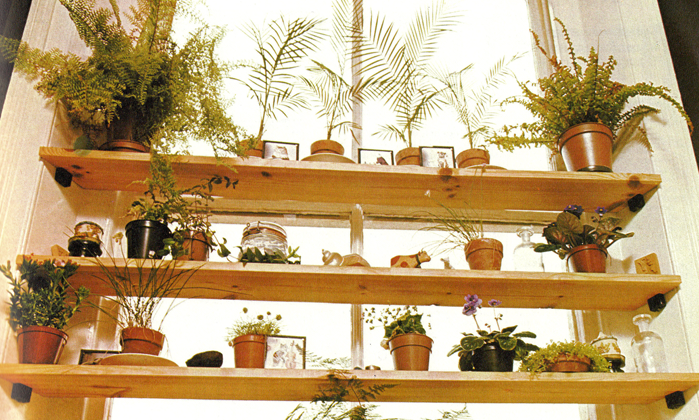 Plantas em ambientes internos