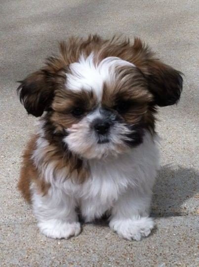 Shih tzu para apartamento Clearance