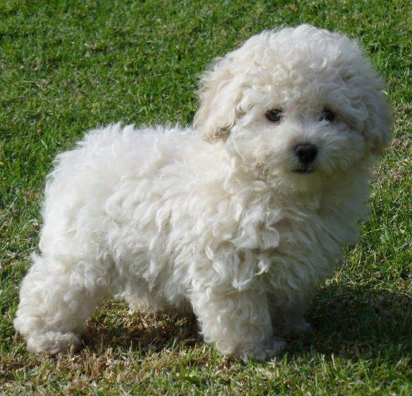 cães-poodle-toy