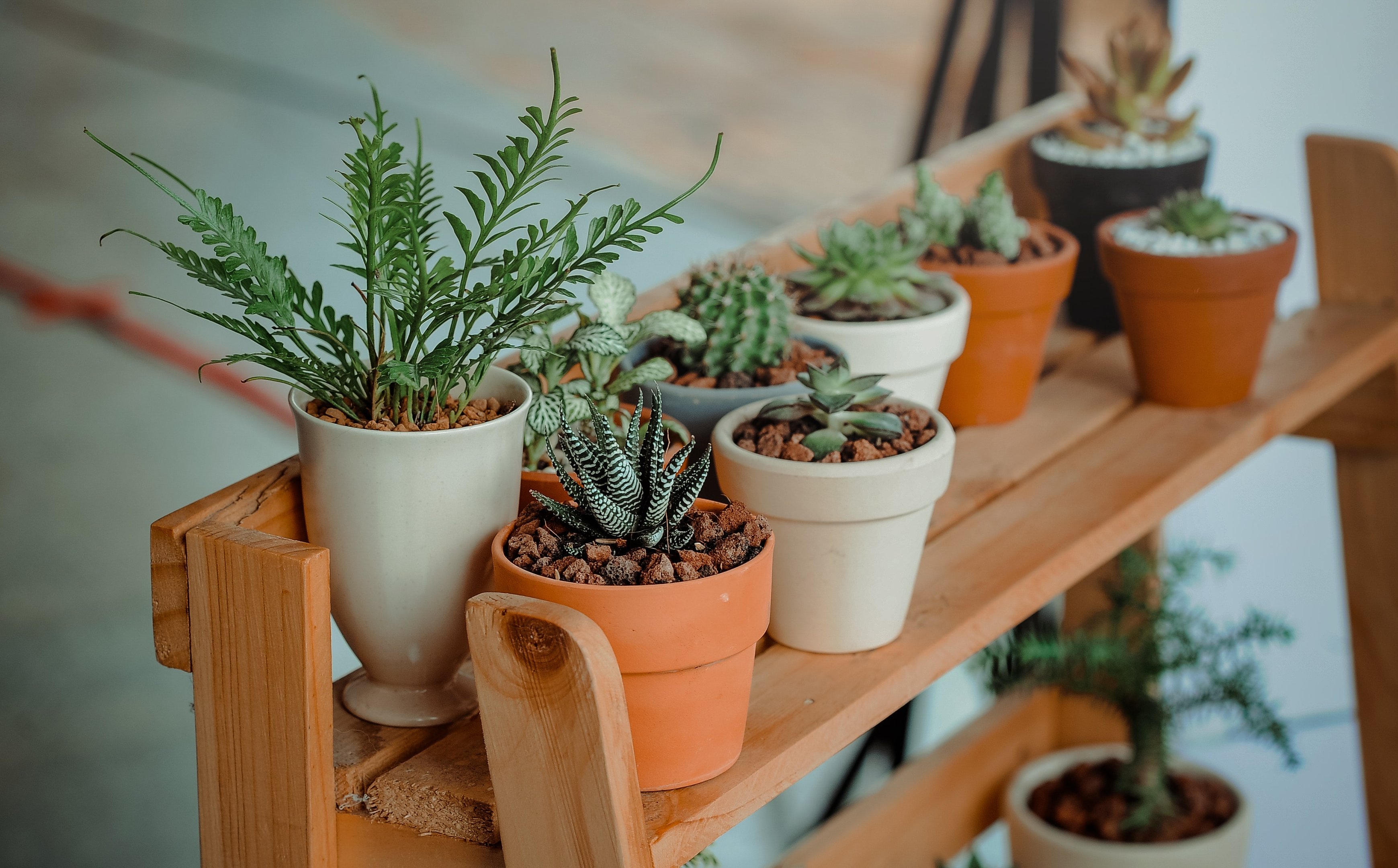 Purificação do ar - As plantas que deves escolher