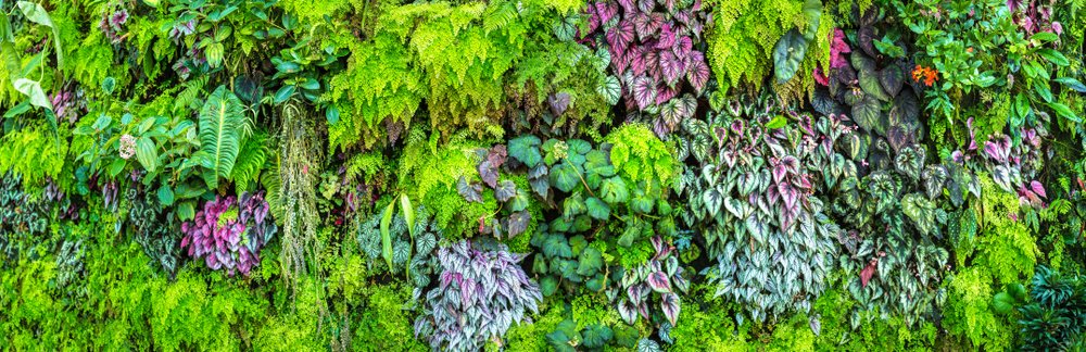 Jardim vertical: Conheça as espécies de plantas ideais