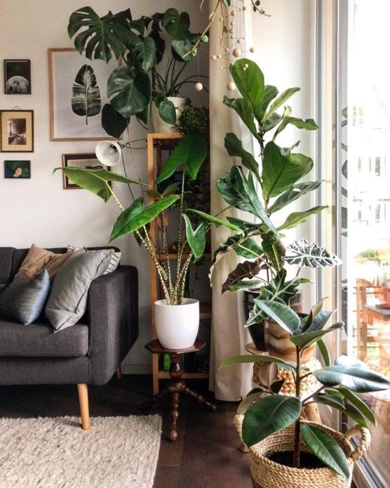 plantas na decoração trazem diversos benefícios