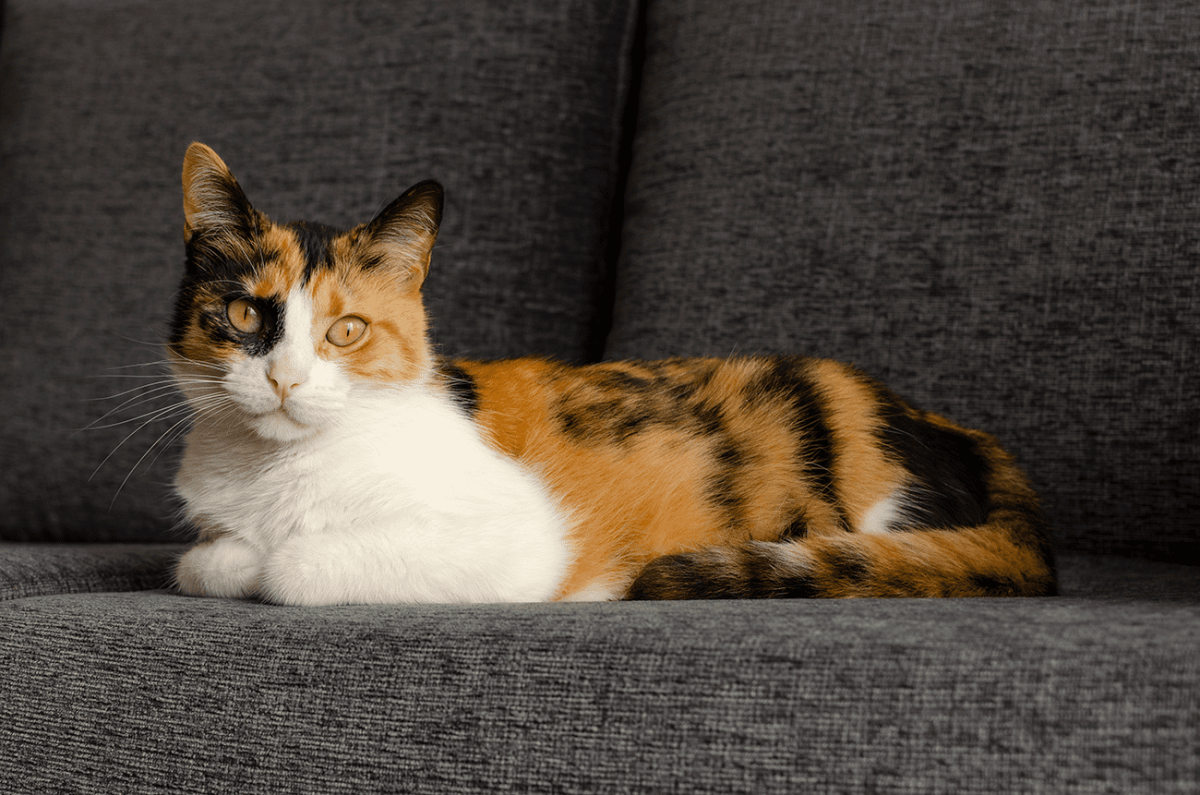 gato de estimação no sofá