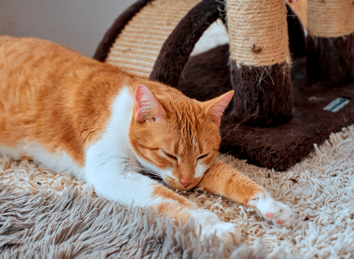 gato brincando com arranhador no tapete