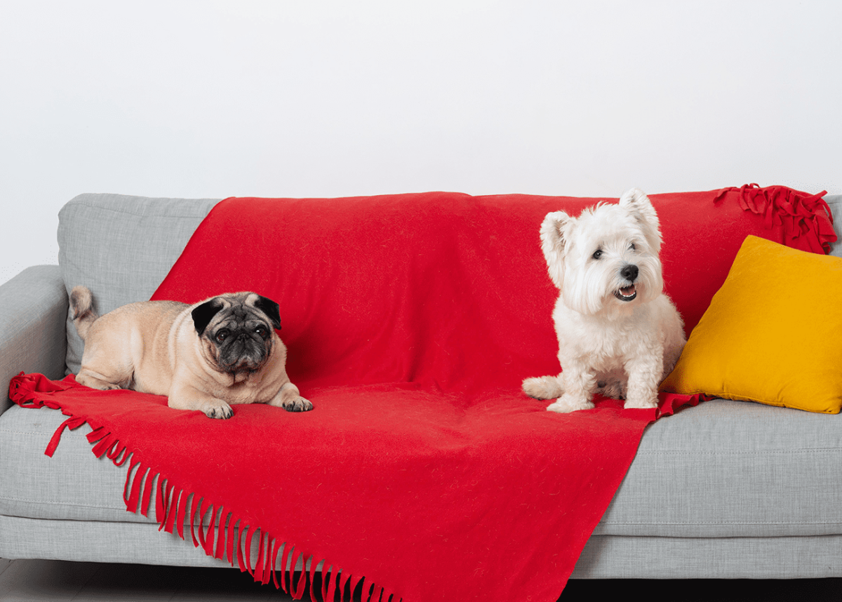 dois cachorros em cima do sofá