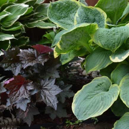 Plantas de sombra